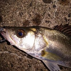 高活性なセイゴ