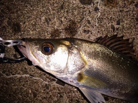 高活性なセイゴ