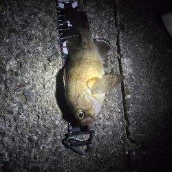 尺メバル届かず