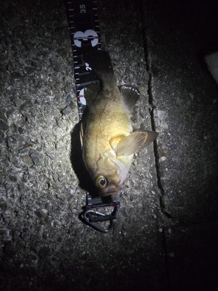 尺メバル届かず