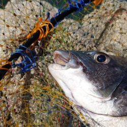 春到来!芸予諸島のチヌ釣り2