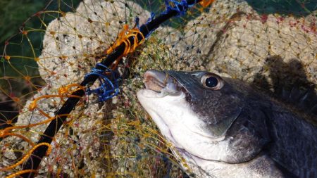 春到来！芸予諸島のチヌ釣り２