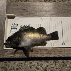 夜の短時間釣行