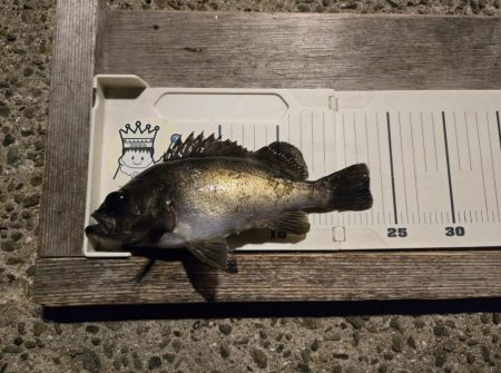 夜の短時間釣行