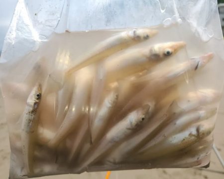 香良洲海岸でキス釣り