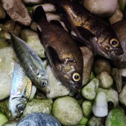 りんくうメバル