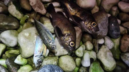 りんくうメバル