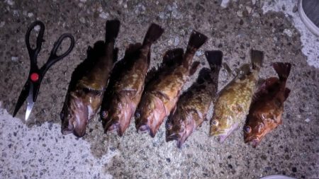 ガシラ爆釣デー