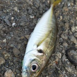 夕マズメの港で