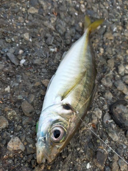 夕マズメの港で