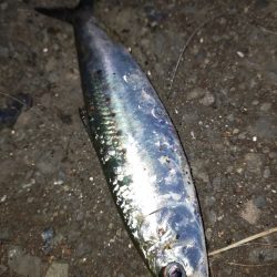 マイワシが接岸