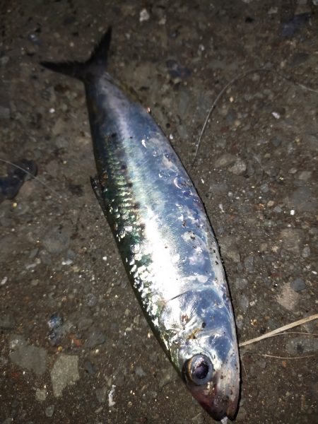 マイワシが接岸