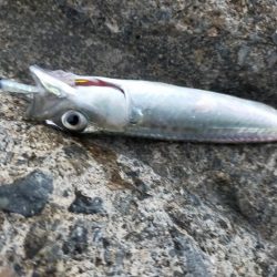 ジグサビキで仔サバ