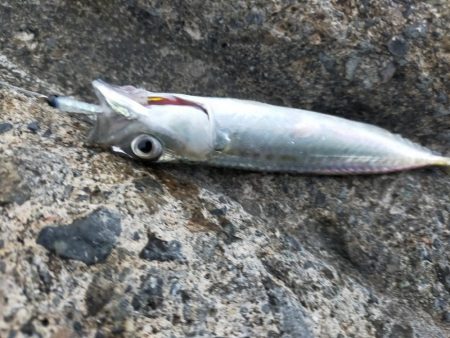 ジグサビキで仔サバ