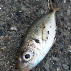 雨が降る前に…