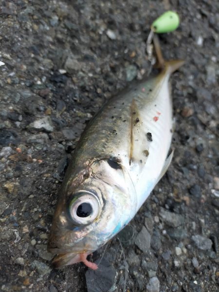 雨が降る前に…