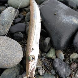 魚影は濃いが…