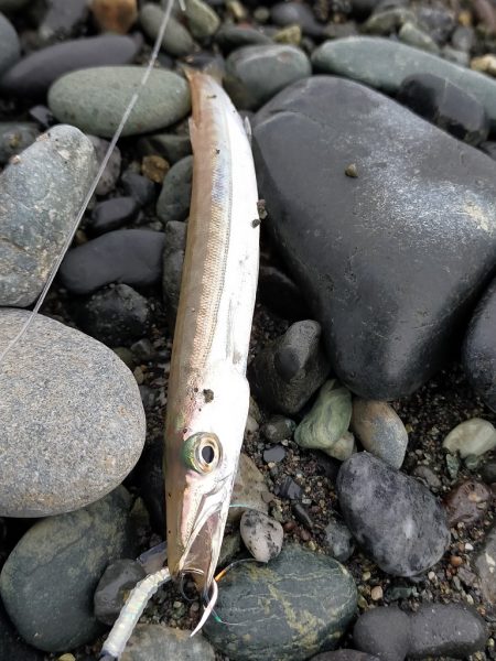 魚影は濃いが…