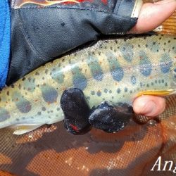 アングラーの数が増えました。