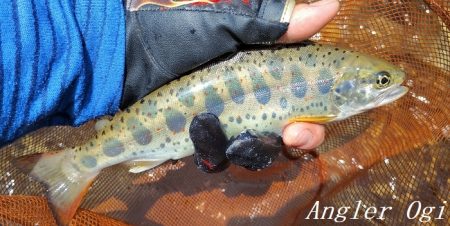 アングラーの数が増えました。