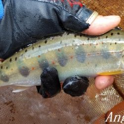 トラブル連発するも26匹の釣果。