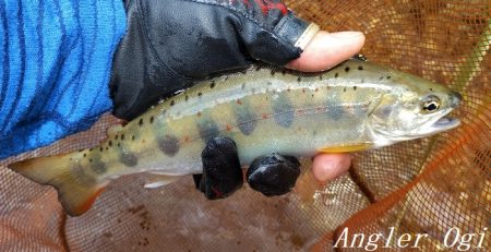 トラブル連発するも26匹の釣果。