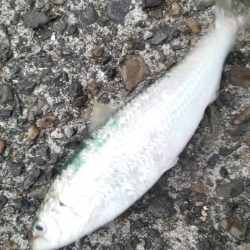 イワシなど五目