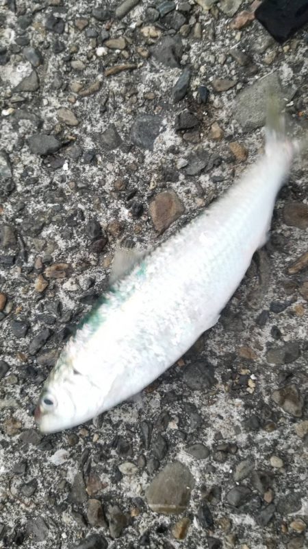 イワシなど五目