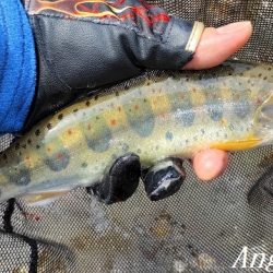 引原川、最盛期突入！