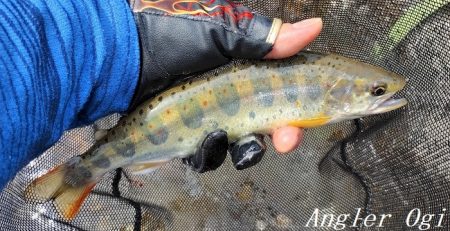 引原川、最盛期突入！