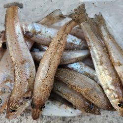 三重県キス釣り