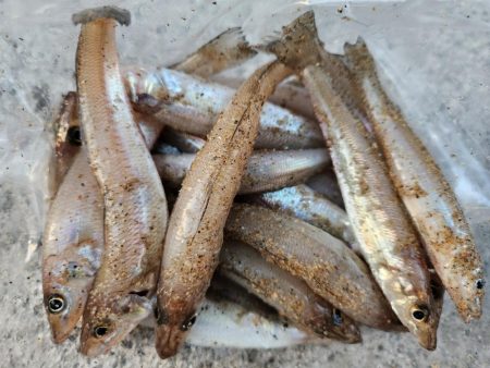 三重県キス釣り