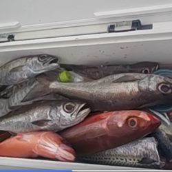 ムツ、根魚　クーラー満タン(^_-)-☆