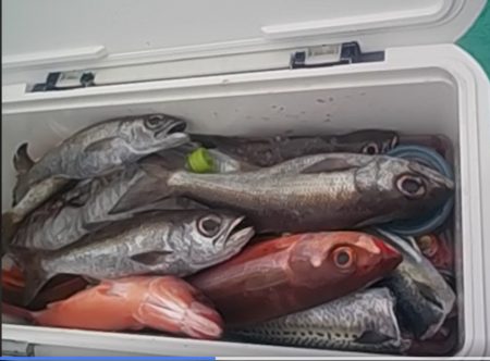 ムツ、根魚　クーラー満タン(^_-)-☆