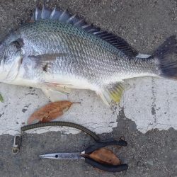 都市河川でキビレ