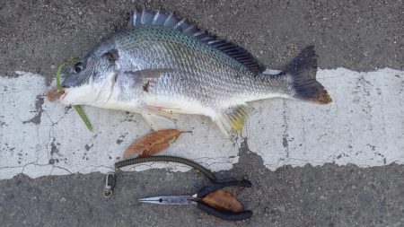 都市河川でキビレ