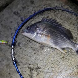 マイクロベイトチニングはバイブが面白い