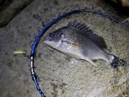 マイクロベイトチニングはバイブが面白い