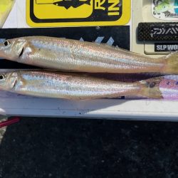 恒例のＧＷ天草釣行をしてきました