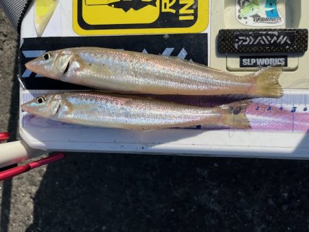 恒例のＧＷ天草釣行をしてきました