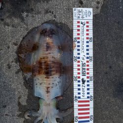 春アオリイカ狙い