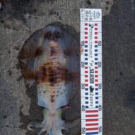 春アオリイカ狙い