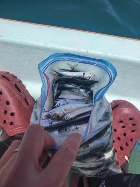 レンタルボート釣行