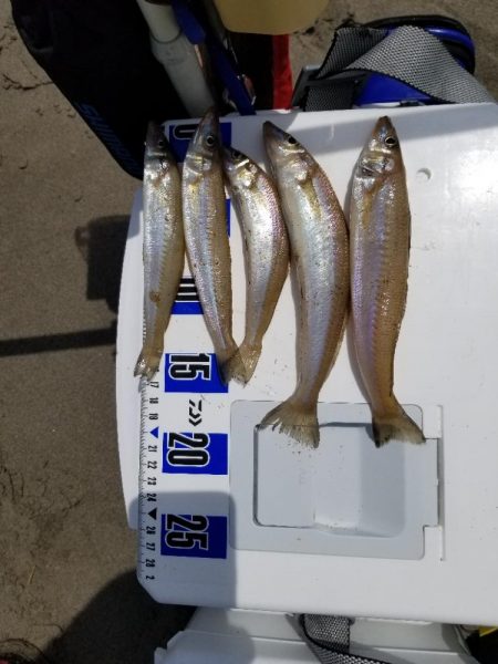 半年ぶりの釣行