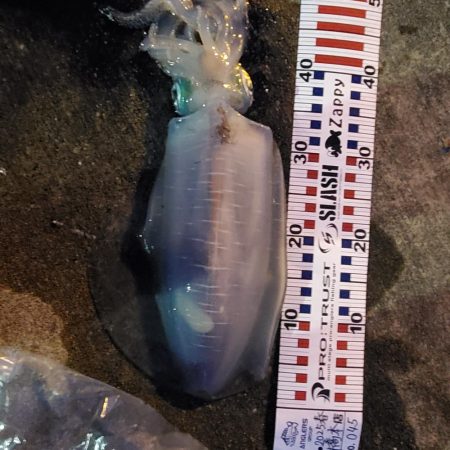 春アオリイカ狙い