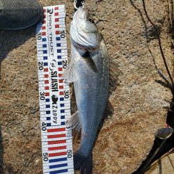 ７０アップシーバス　４０アップキビレ