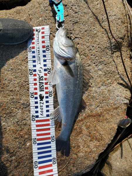 ７０アップシーバス　４０アップキビレ