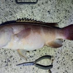 ぶっこみ釣りでコブダイ