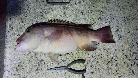 ぶっこみ釣りでコブダイ