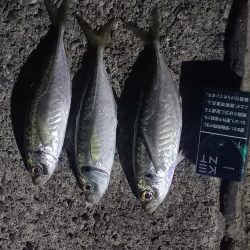 久しぶりの高知で釣り